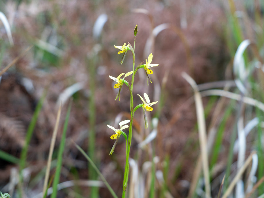 Tiger Orchid - Diuris sulphurea