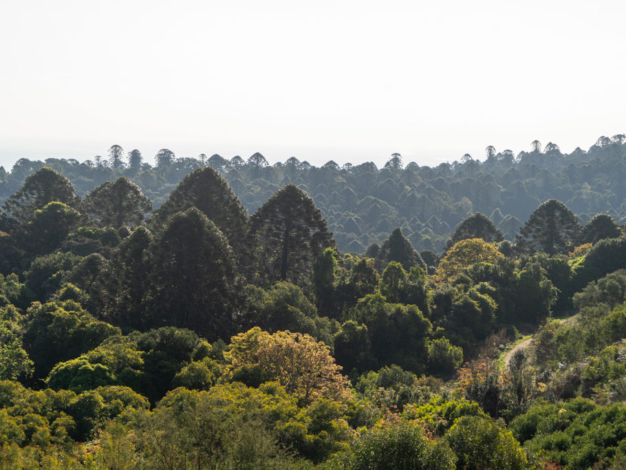 Im Bunya Nationalpark: Charakteristisch sind die berühmten Bunya Pinien