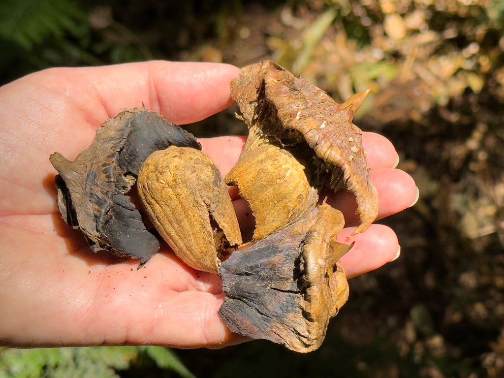 Zapfenschuppen und eine "Nuss" einer Bunya Pine Frucht