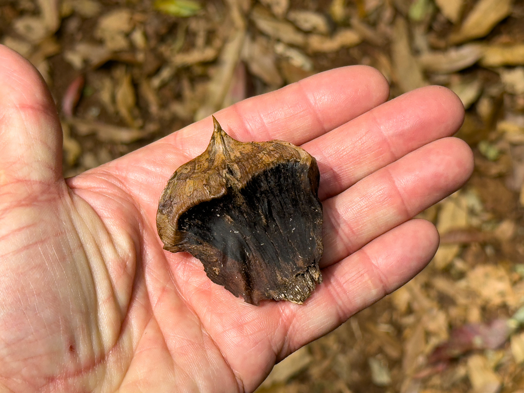 Eine Zapfenschuppe einer Bunya Pine Frucht