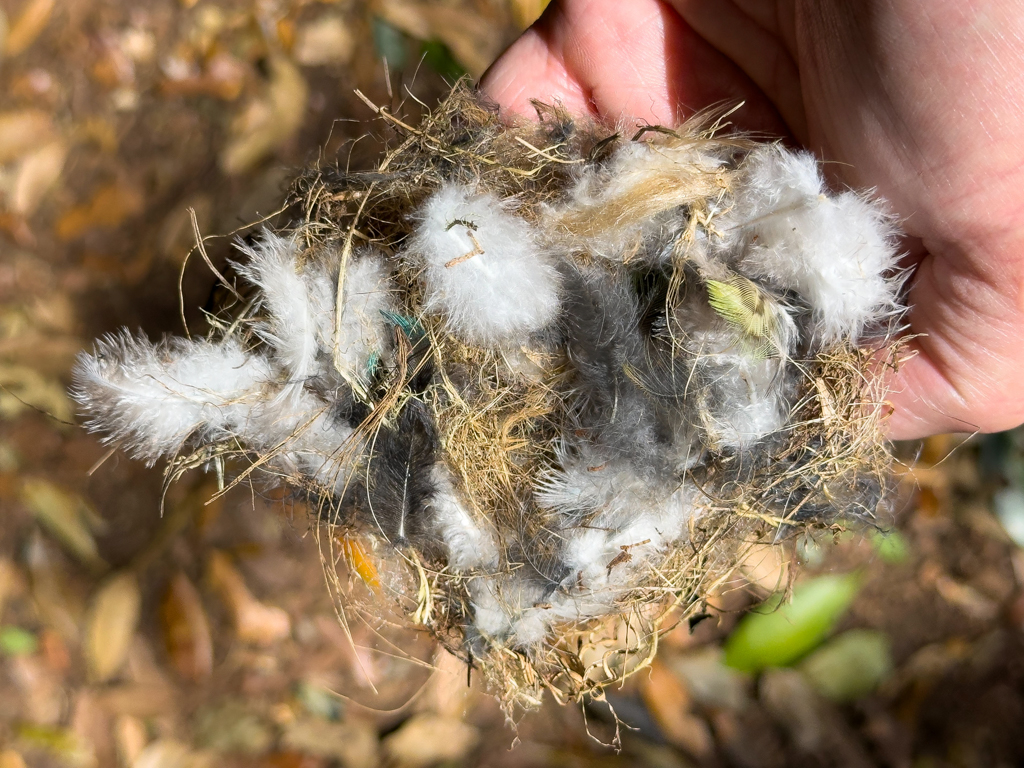 Ein kleines Vogelnest mit weichen Daunen wurde vom Baum geweht