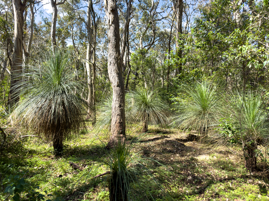 Grasbaum, Austral gras tree - Xanthorrhoea australis