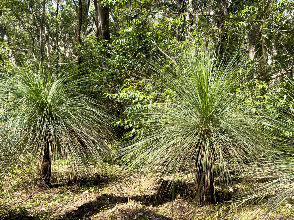 Grasbaum, Austral gras tree - Xanthorrhoea australis