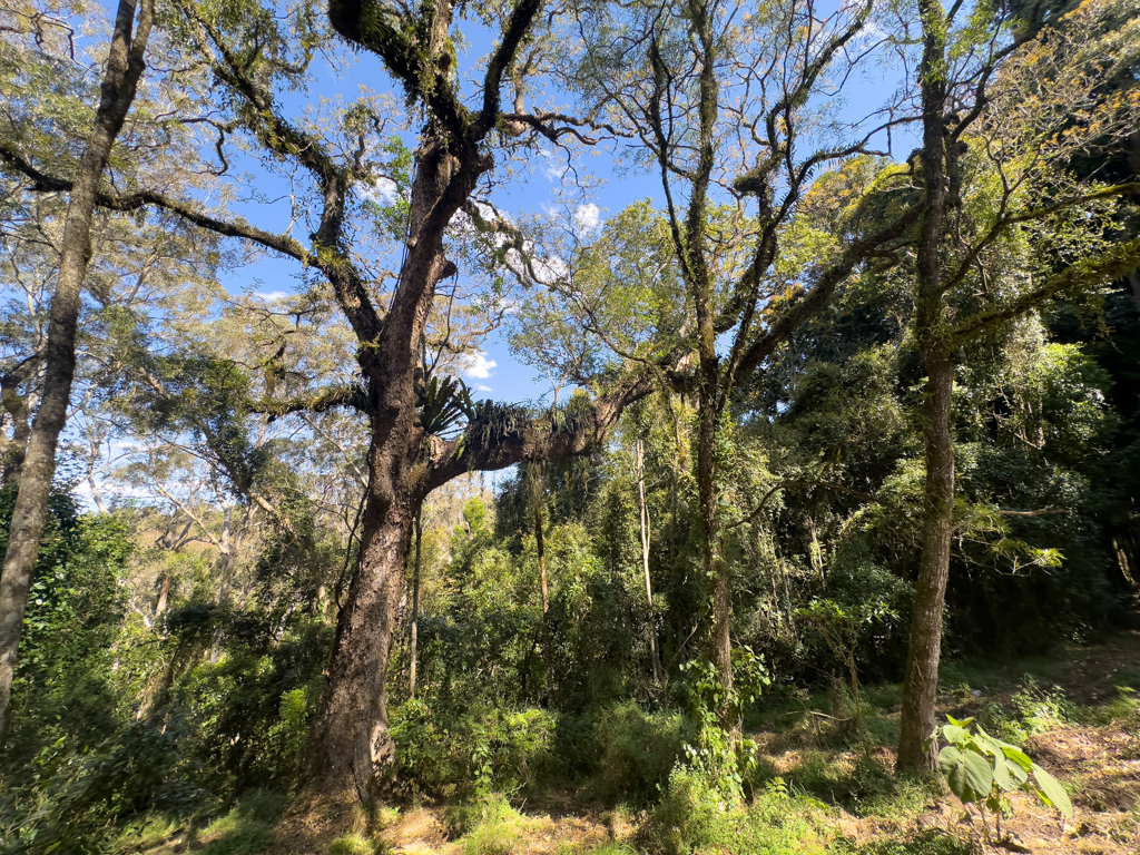 Epiphyten (Aufsitzerpflanzen) im Regenwald