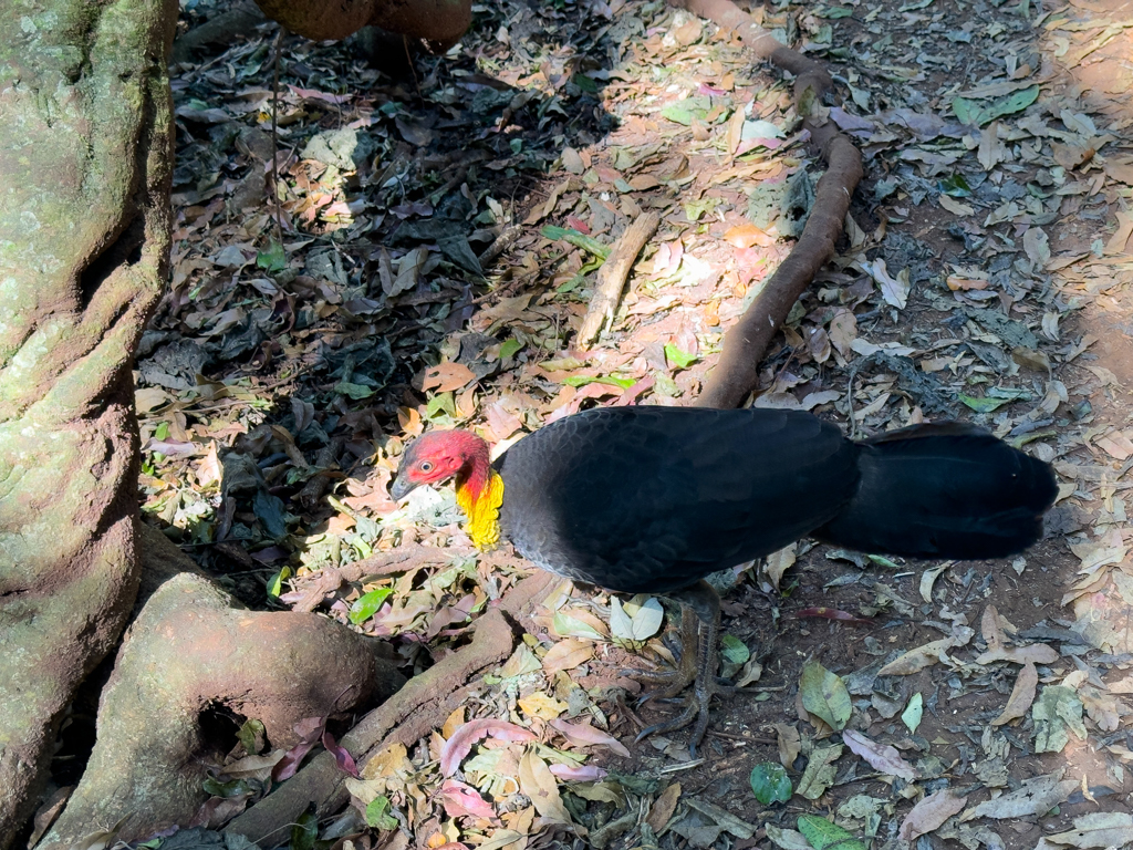 Brush Turkey bzw. Buschhuhn