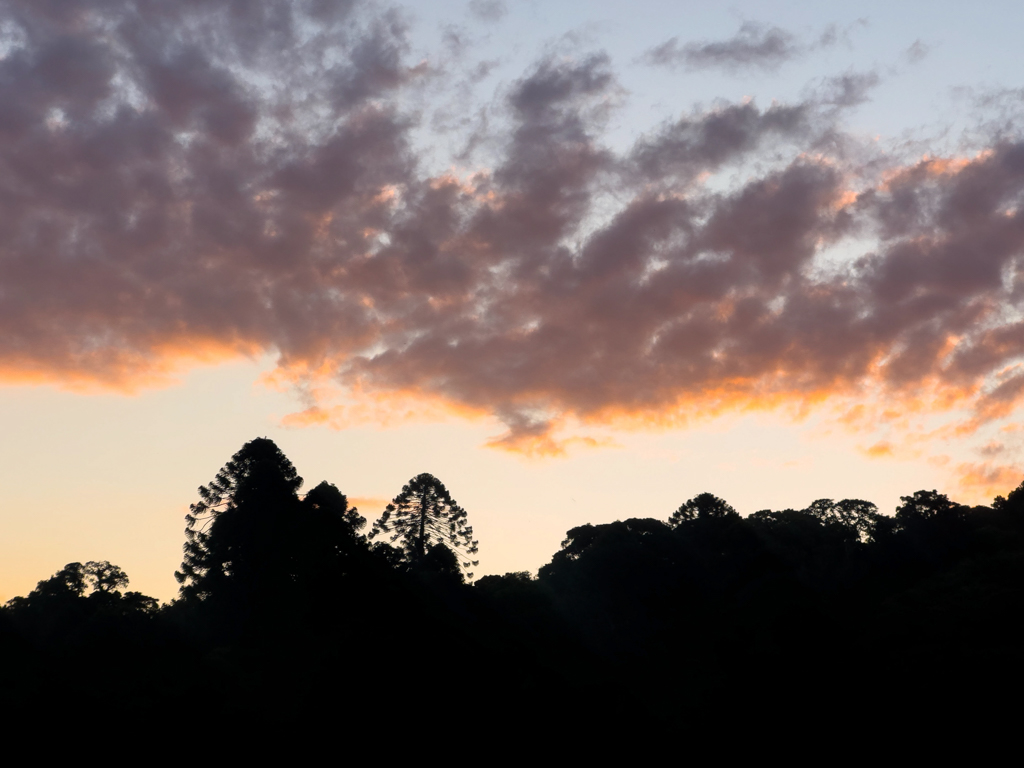 Bunya Pines im im Abendlicht