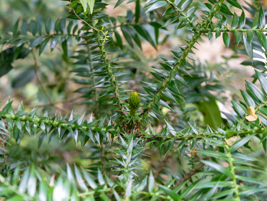 Triebspitze und Triebe mit stacheligem "Laub" einer jungen Bunya Pine