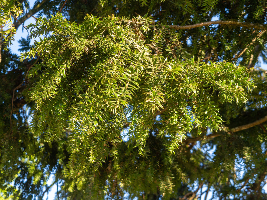 Bunya Pine "Laub" - ein immergrüner Nadelbaum