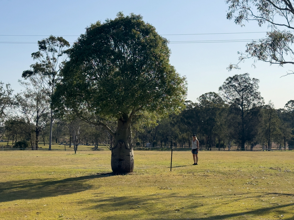 Ma mit einem Australischen Flaschenbaum - Brachychiton ruspestre