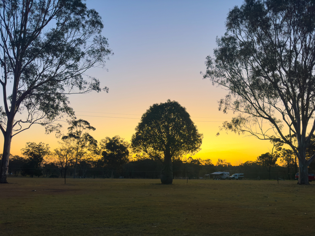 Australischer Flaschenbaum - Brachychiton ruspestre - im Abendlicht