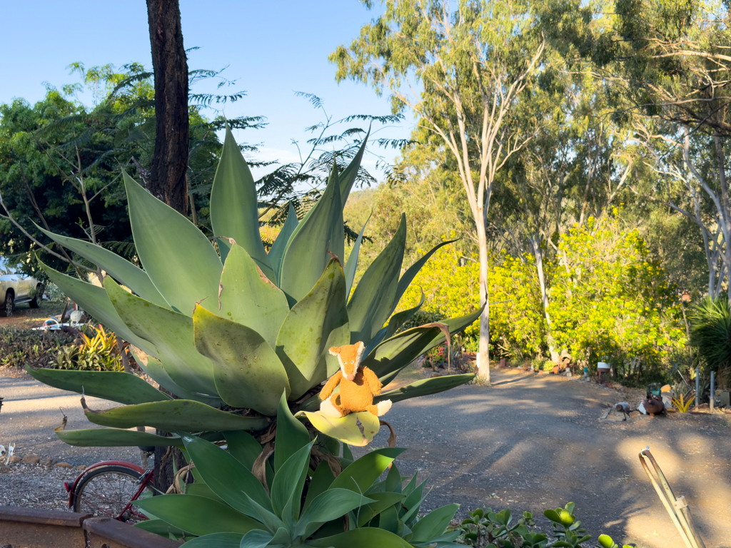 Mo in der Abendsonne auf einer Agave