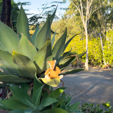 Auf „Australia’s Country Way“