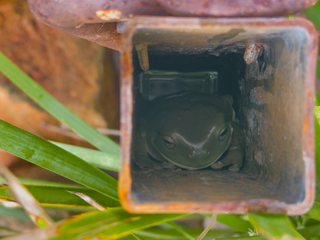 Jo entdeckt einen Frosch, der in der Säule des Wasseranschlusses steckt