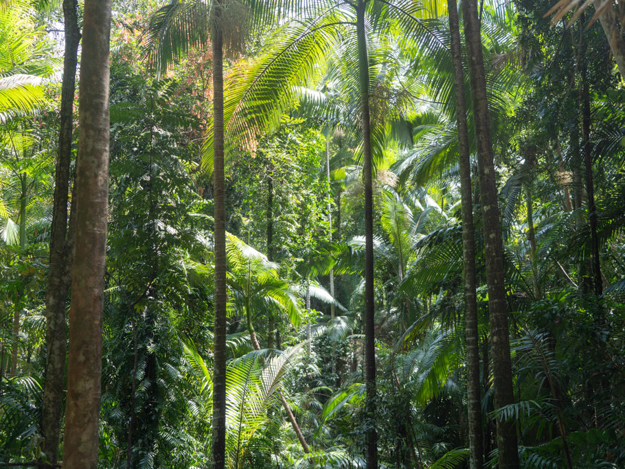 JoMa im Bushwalk zum Wheel of Fire