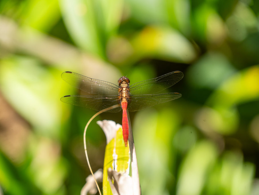 Eine Libelle legt am Wegesrand eine kurze Pause ein...