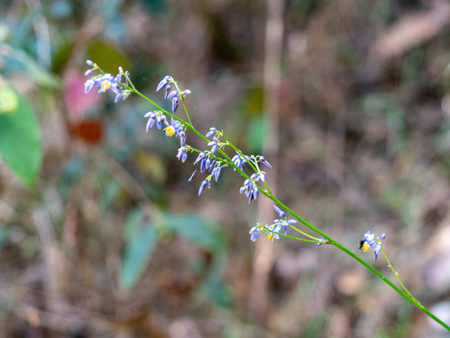 Camassia scilloides