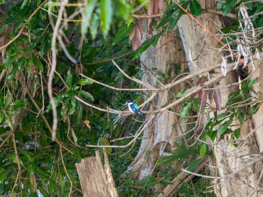 Ein Eisvogel ist auf einem Ast und hält Ausschau nach einem Fisch im Wasser