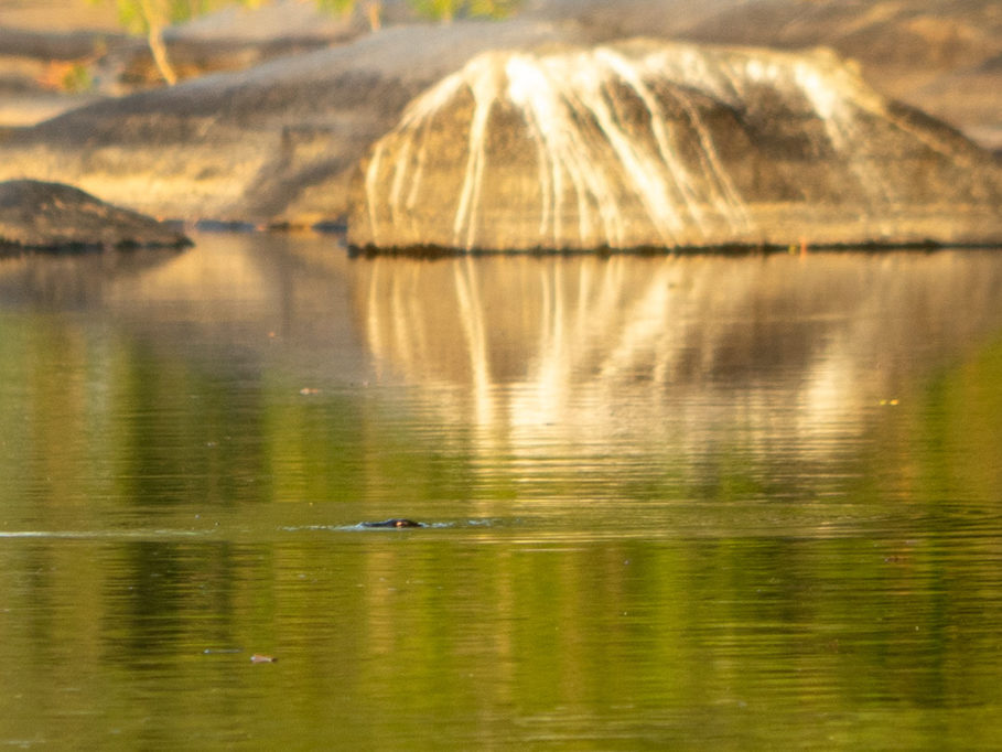Ein Platypus schwimmt im Abendlicht im Cattle Creek