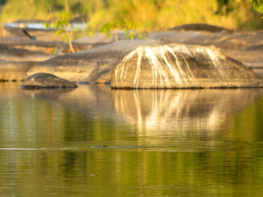 Ein Platypus schwimmt im Abendlicht im Cattle Creek