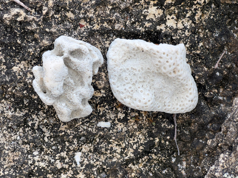 Korallenüberreste am Strand
