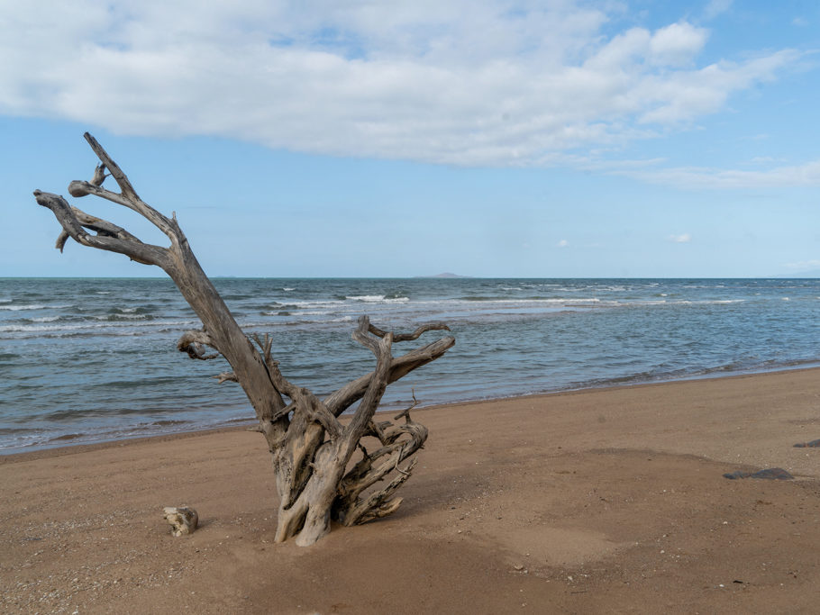 Jetzt in Farbe:Angetriebener Baum aus dem Meer oder ein Überbleibsel eines Waldes aus vergangenen Zeiten??