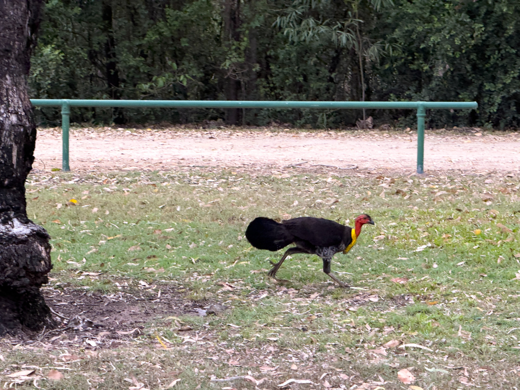 Diese Vögel rennen im Campingplatz umher