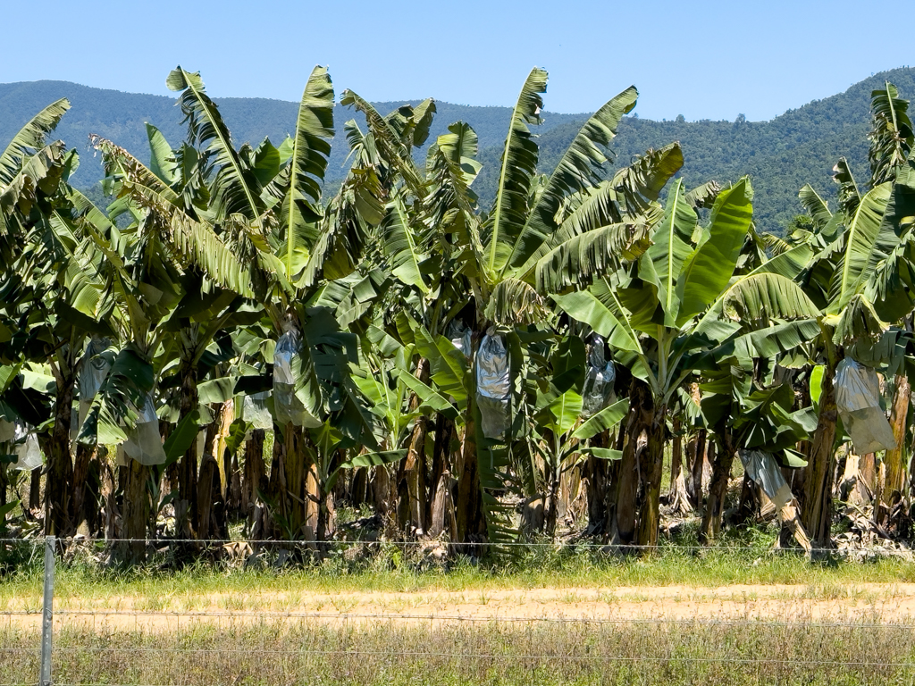 Bananenplantage mit "eingesackten" Bananenstauden