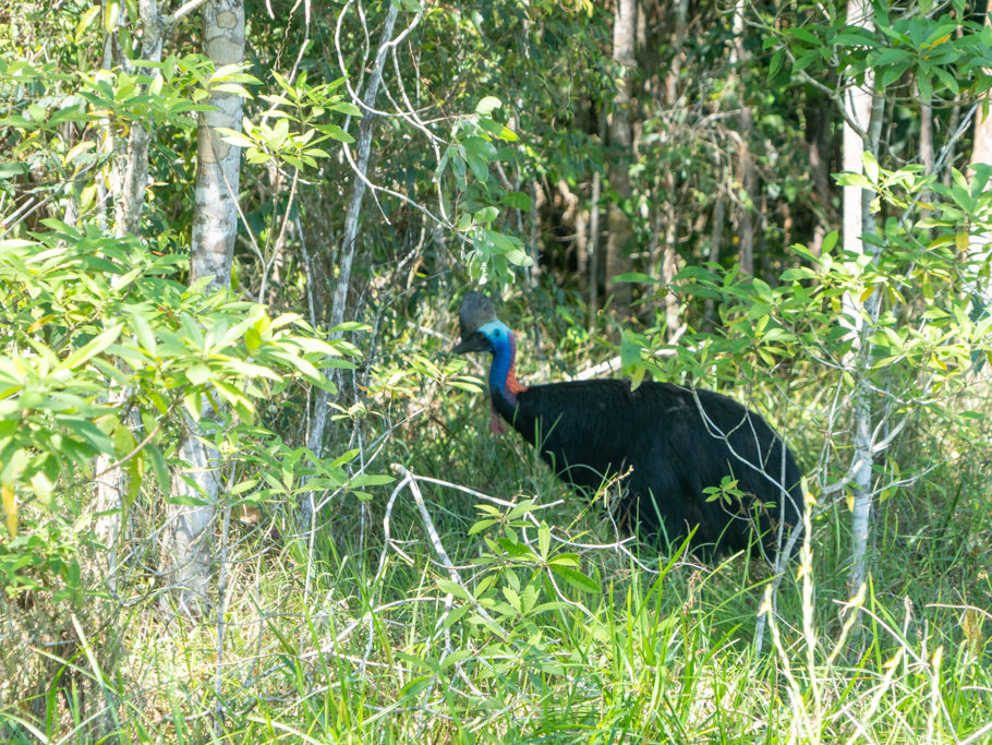 Ein Kasuar kreuzt unseren Weg, ein halb Emu-grosser, flugunfähiger, scheuer Vogel