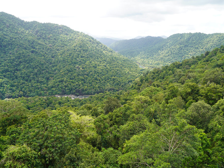 Regenwald im North Johnstone River Valley, vom Aussichtsturm des Mamu Tropical Skywalk