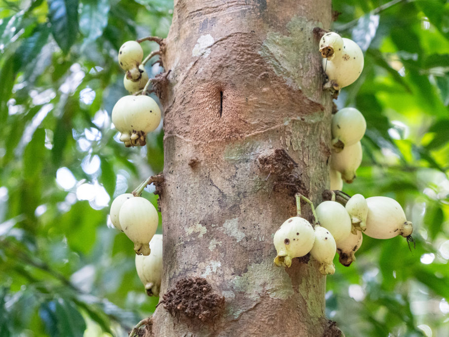 Cairns satinash - Syzygium cormiflorum - ein endemisches Myrthengewächs im Regenwald beim Mamu Tropical Skywalk