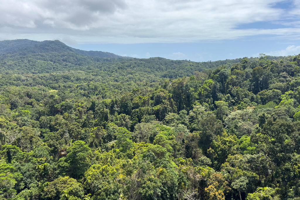 Aussicht vom Skyrail auf den tropischen Regenwald mit einem geschlossenen Blätterdach