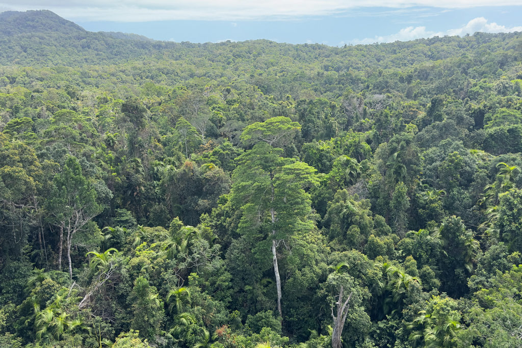 Aussicht vom Skyrail auf den tropischen Regenwald; hier hat mal ein umgefallener Baum eine Schneise geschlagen