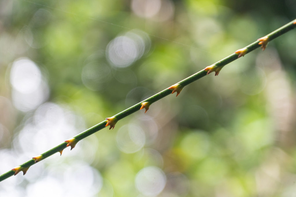 Calamus moti - eine Palmen-Kletterpflanze des Regenwaldes; mit langen, dornigen Ranken hält sie sich an anderen fest, bis oben zum Sonnenlicht!