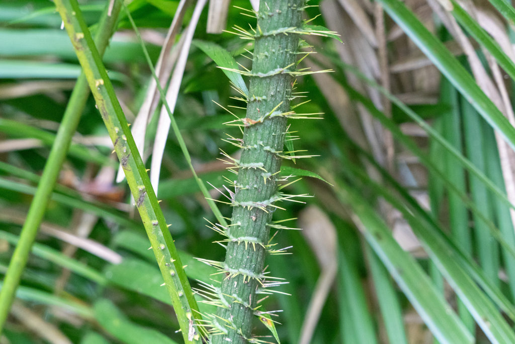 Calamus moti - eine Palmen-Kletterpflanze des Regenwaldes; mit langen, dornigen Ranken hält sie sich an anderen fest, bis oben zum Sonnenlicht!