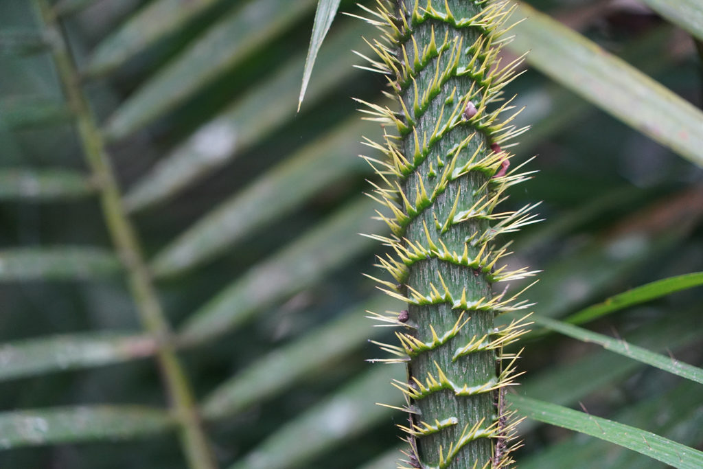 Calamus moti - eine Palmen-Kletterpflanze des Regenwaldes; mit langen, dornigen Ranken hält sie sich an anderen fest, bis oben zum Sonnenlicht!