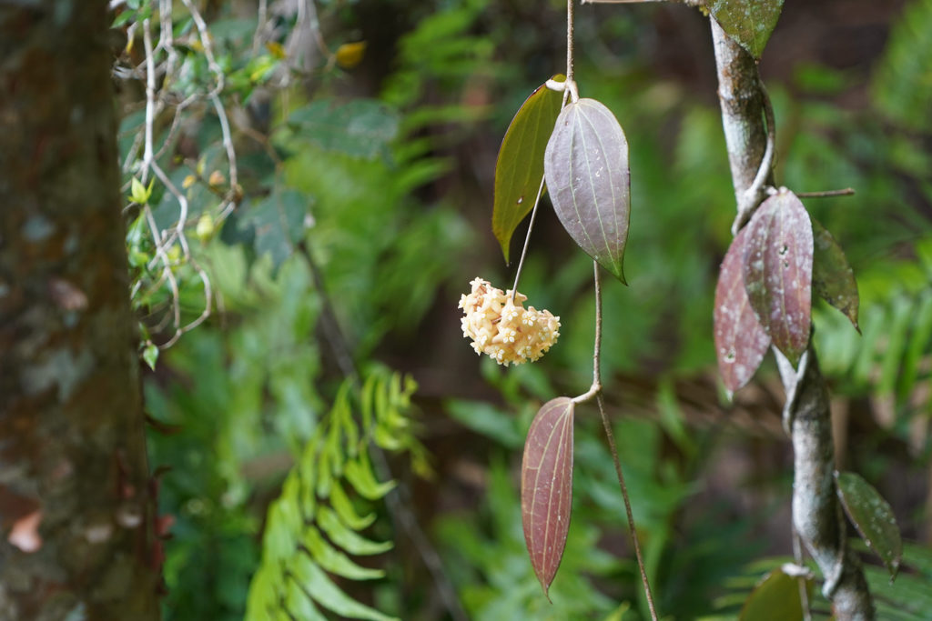 Wild wachsende Wachsblume - Hoya spp.