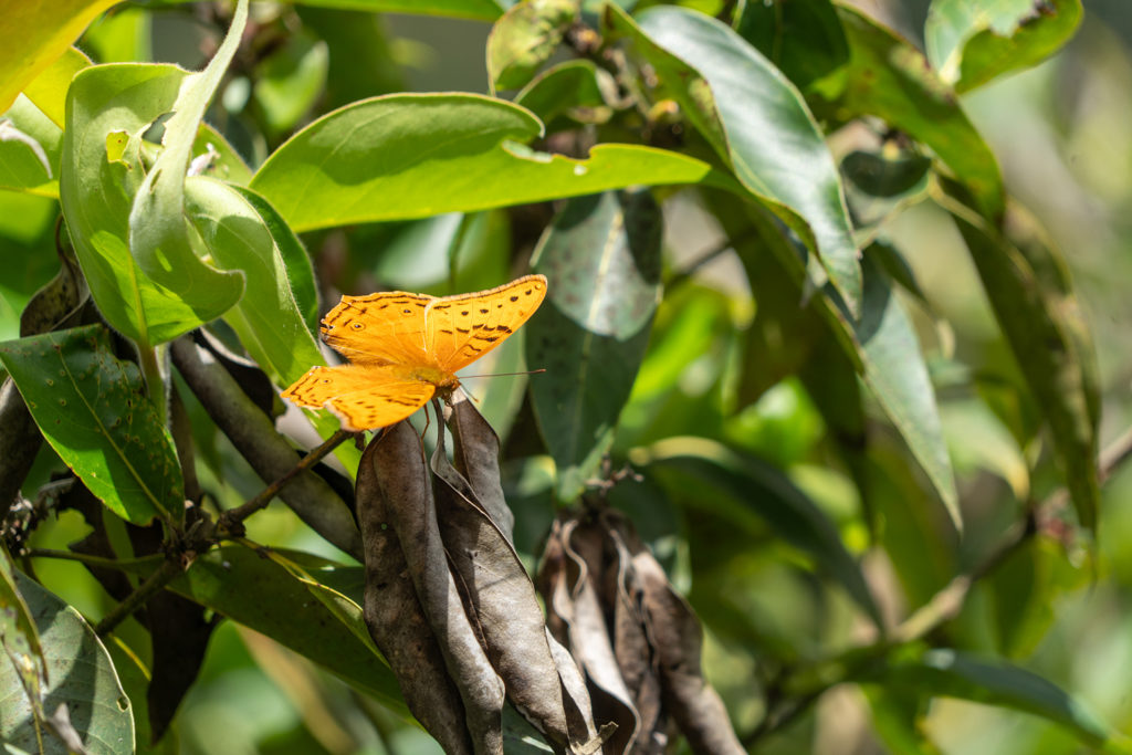 Schmetterling - Vindula arsinoe