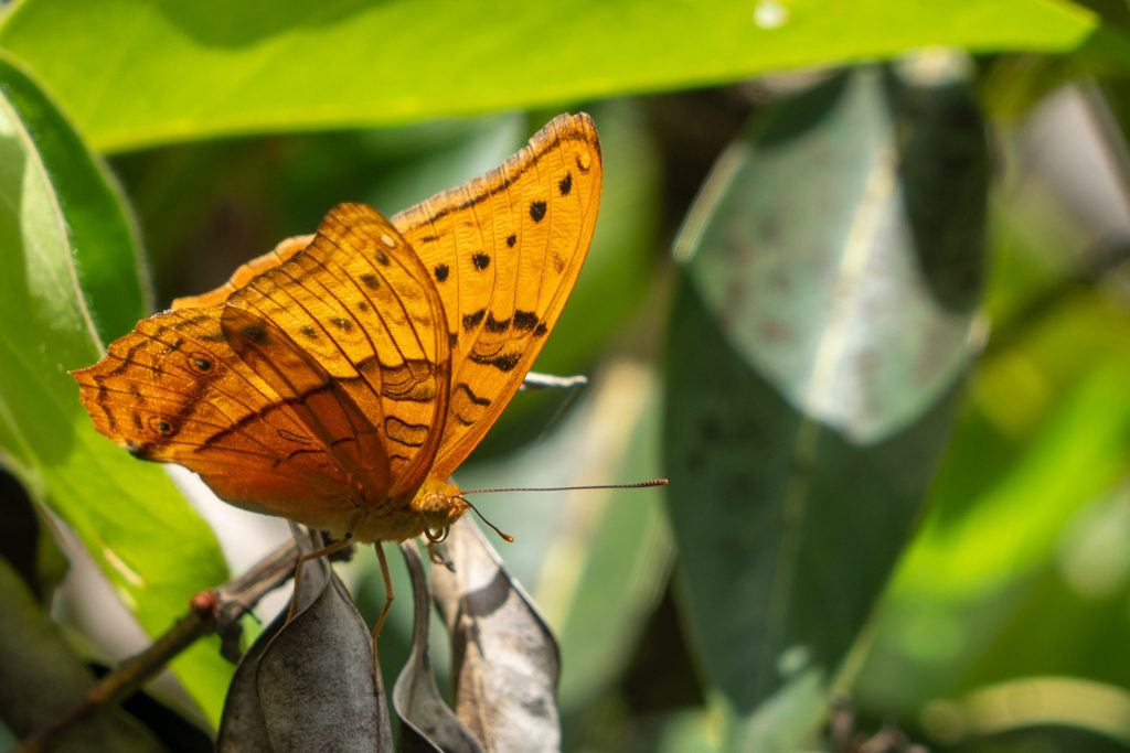 Schmetterling - Vindula arsinoe