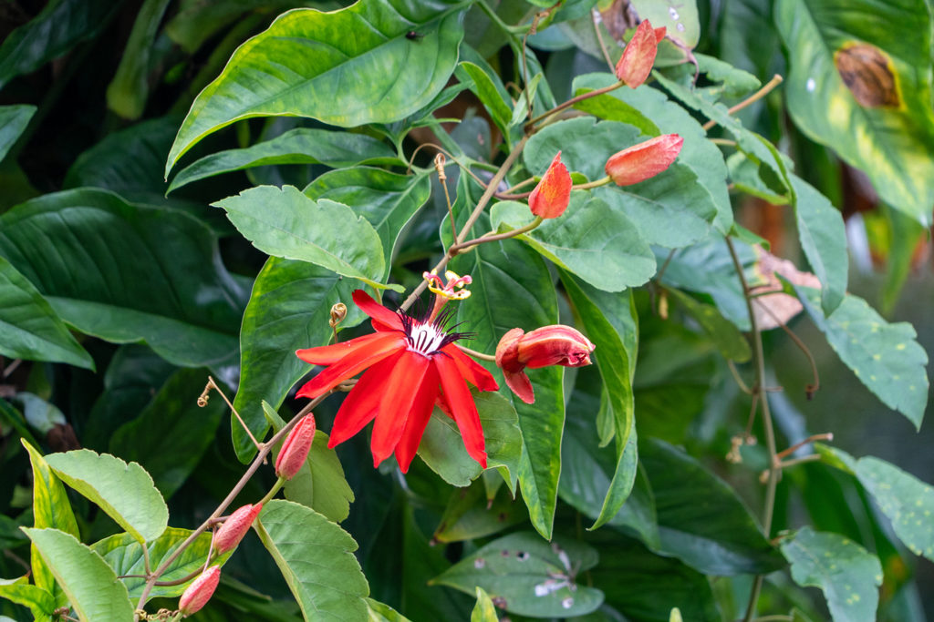 Rote Passionsblume - Passiflora miniata