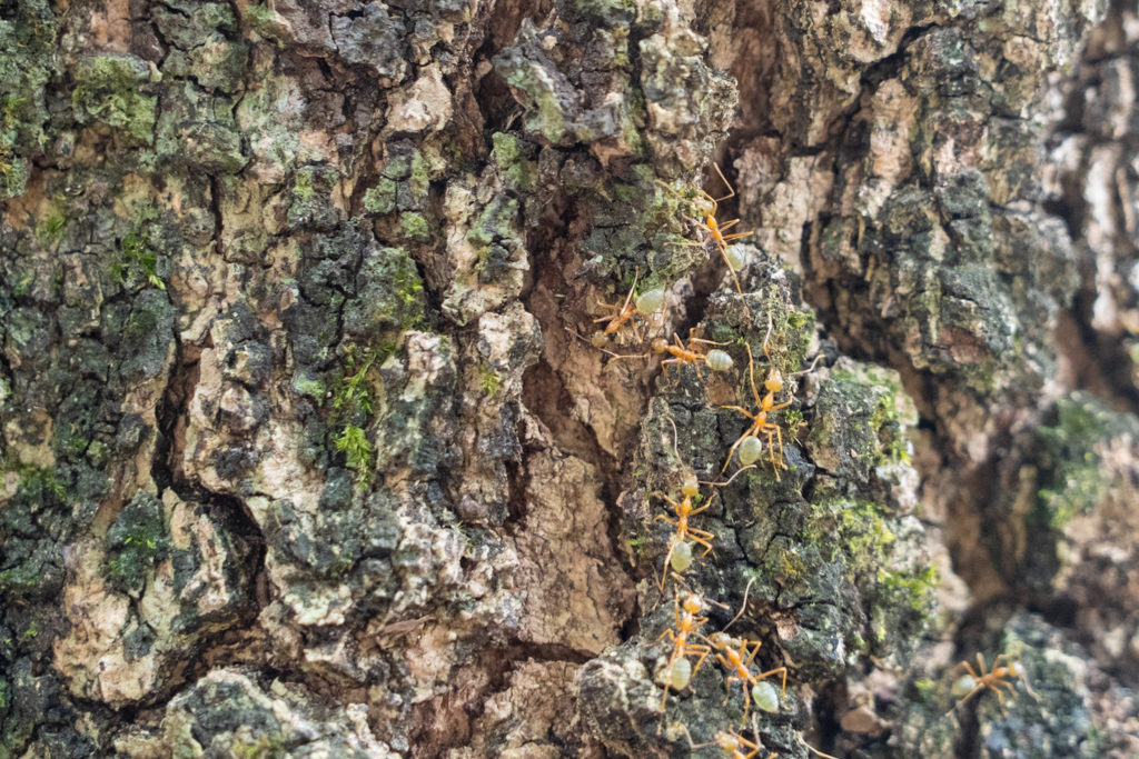 Eine Ameisentrasse führt hoch in einen Baum