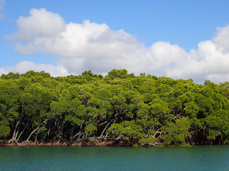 Dichte Mangrovenwälder mit ihren knorrigen Wurzeln die ins Wasser reichen