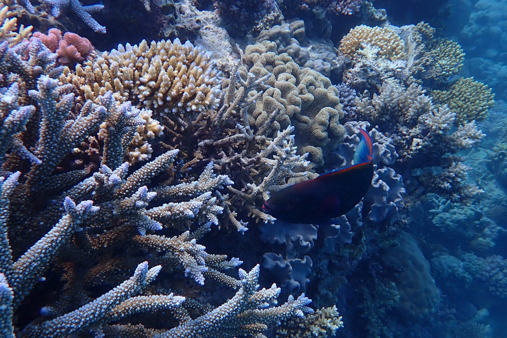 Ein Korallenfisch schlängelt sich durch sein Unterwasser-Revier