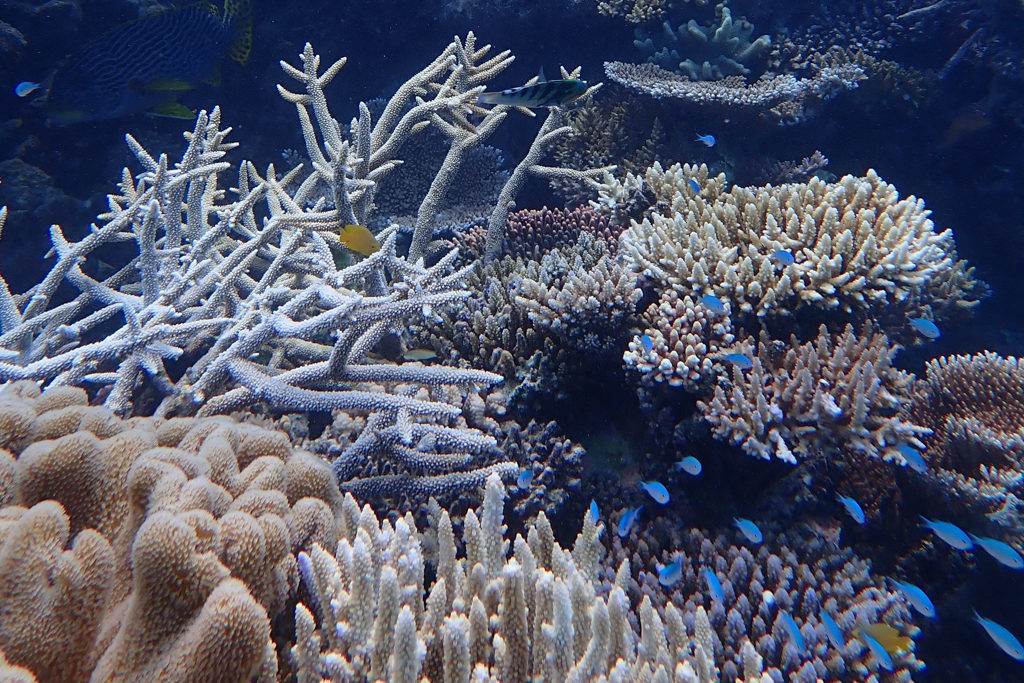 Das Reef lebt; ein Schwarm kleiner Neonfische zieht umher