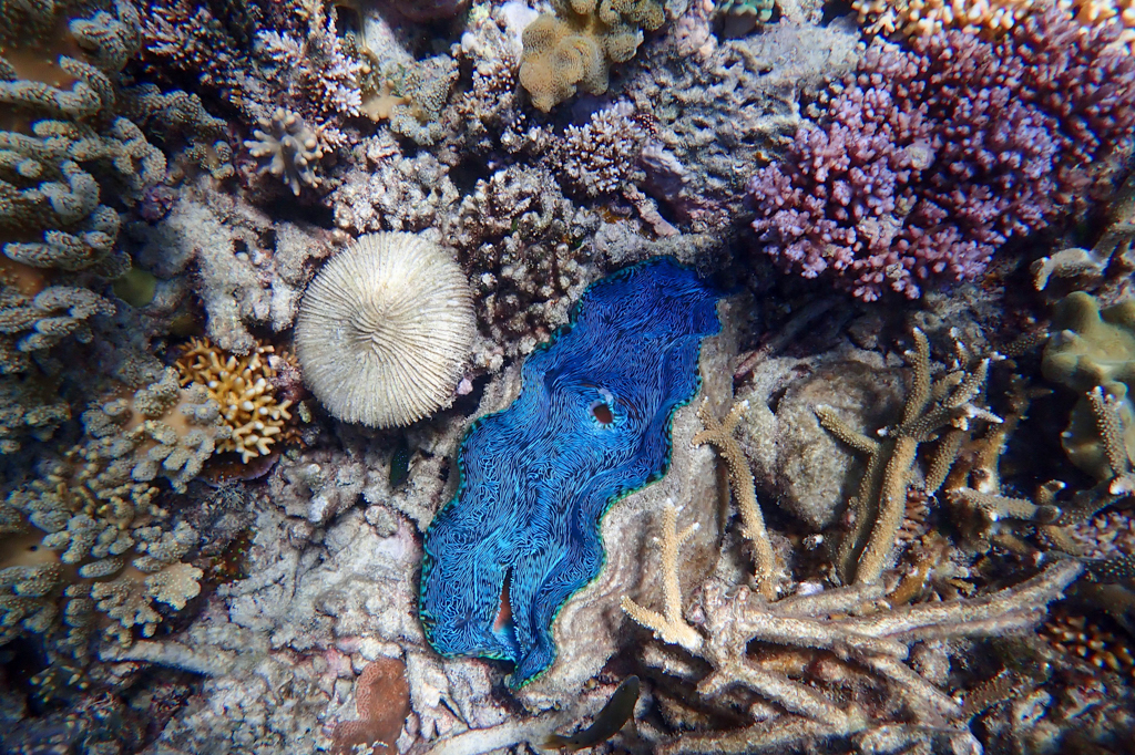 Die leuchtend blauen Lippen einer Riesenmuschel