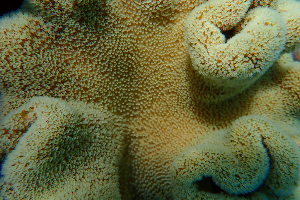 Mit einem weichen Flaum aus feinen Polypen besetzte grosse Korallen