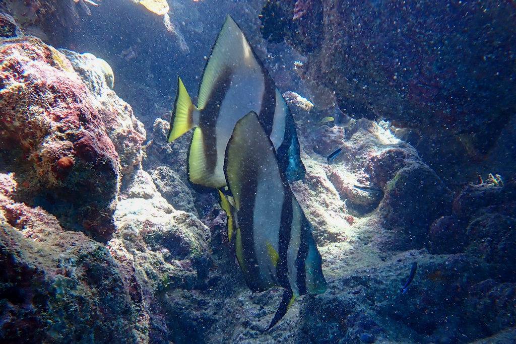 farbige Korallenfische im Gegenlicht