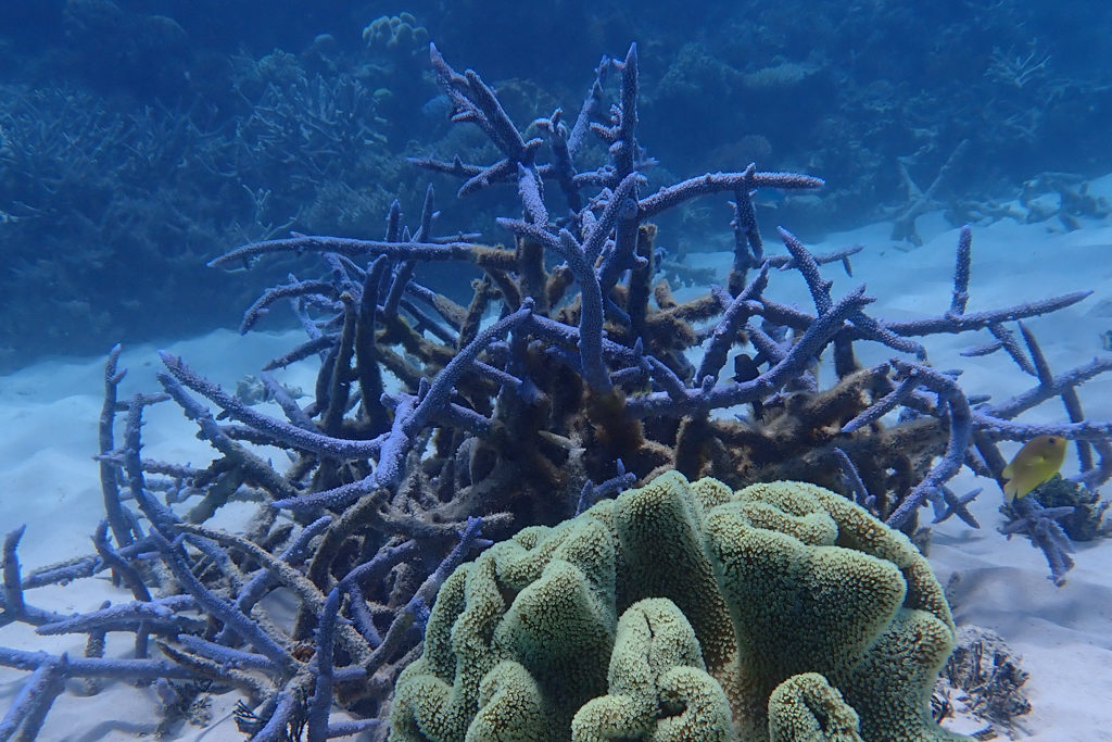 Blaue Hirschhornkorallen leuchten