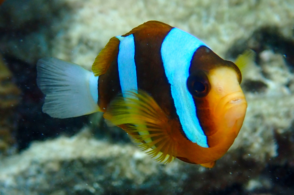 Clownfisch