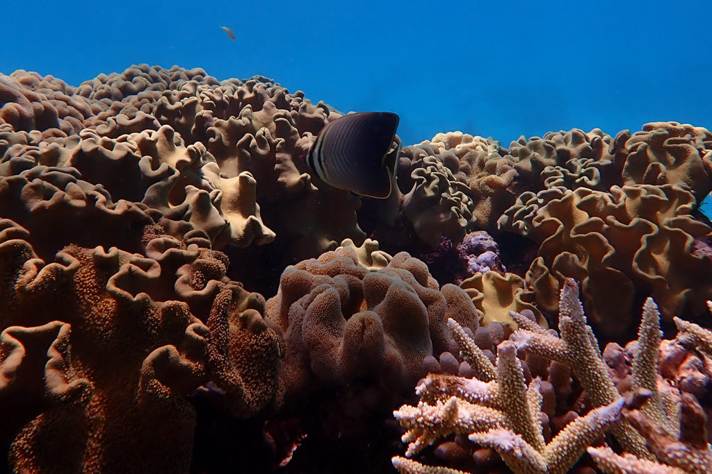 Das Reef: Eine Symbiose zwischen Tier und Pflanzenwelt