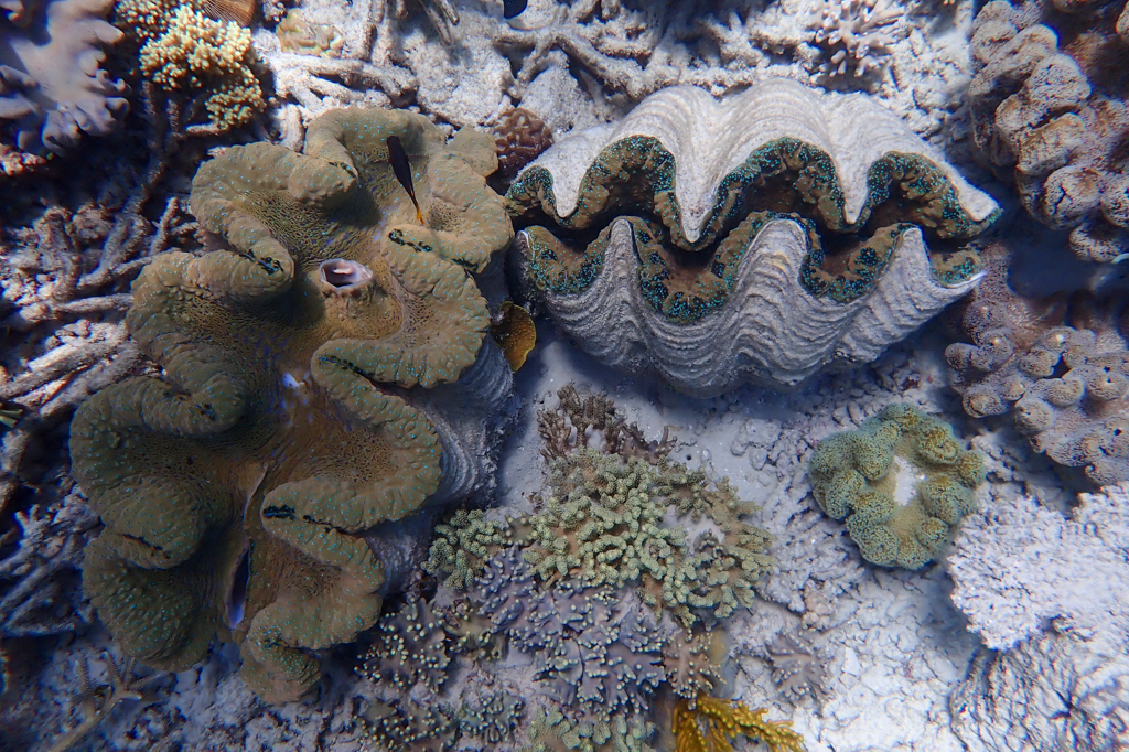 Ein scheinbar wildes Durcheinander mit harten und weichen Korallen. Dazwischen immer wieder grosse Riesenmuscheln